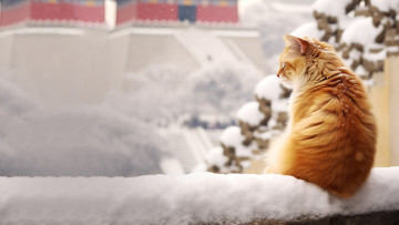 обоя рисованное, животные,  коты, нейросети, графика, нейроарт, ai, art, нейронные, сети, рисунки, нейро, искусство