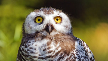 Картинка снежная+сова животные совы сова птица фауна дикая природа