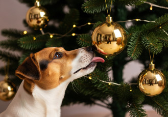 обоя праздничные, - разное , новый год, новый, год, новогодняя