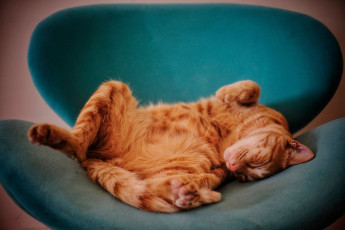 Картинка животные коты кот кошка