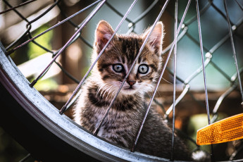 Картинка животные коты котенок серый колесо