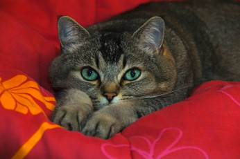 Картинка животные коты кот кошка