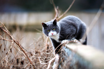 Картинка животные коты кот серый забор ветки