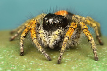 обоя животные, пауки, мохнатый