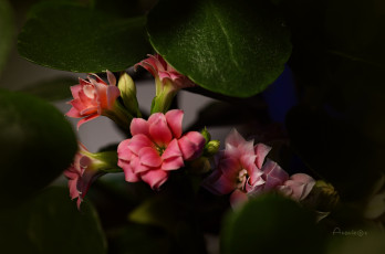 обоя цветы, каланхоэ