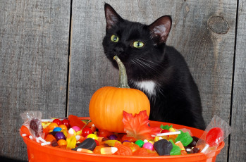 Картинка животные коты кот черный тыква тазик конфеты хэллоуин