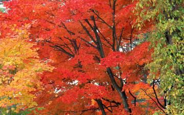 обоя природа, деревья, осень, парк