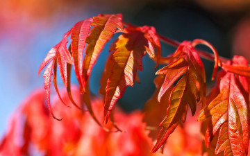 обоя природа, листья, ветка, красные, осень