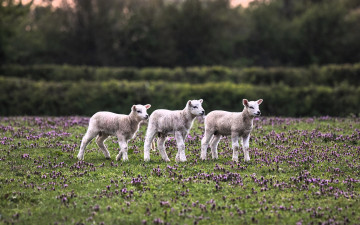 обоя животные, овцы,  бараны, ягнята, луг, клевер, трава, кусты