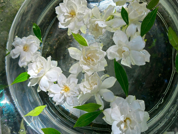 Обои картинки фото цветы, жасмин