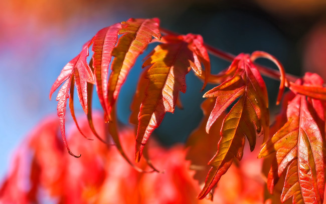 Обои картинки фото природа, листья, ветка, красные, осень