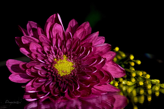 Обои картинки фото цветы, хризантемы, цветок