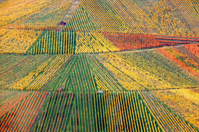 Обои картинки фото природа, поля, поле