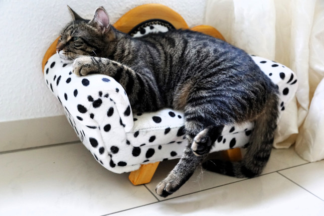 Обои картинки фото животные, коты, кот, серый, полосатый, диван, игрушка