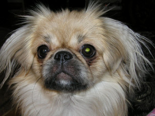 Картинка нюша животные собаки