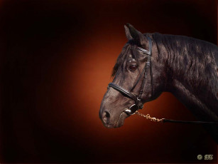 Картинка животные лошади