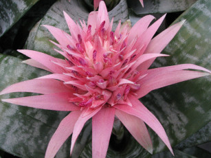 Картинка цветы