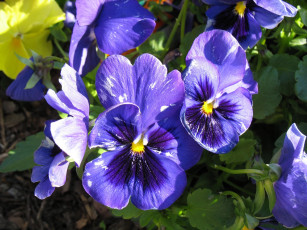 Картинка цветы анютины глазки садовые фиалки