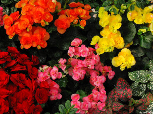 Картинка цветы бегония