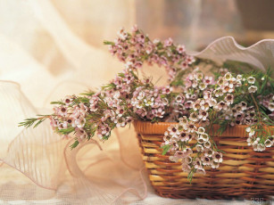 Картинка цветы цветущие деревья кустарники