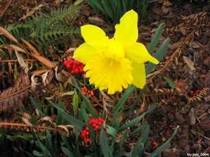 Картинка цветы нарциссы