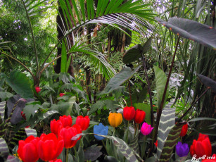 Картинка цветы разные вместе