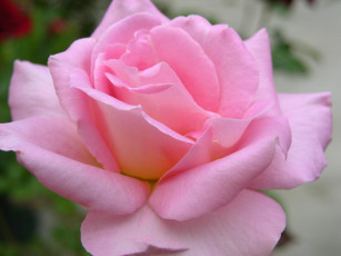 Картинка цветы розы