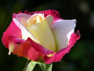 Картинка цветы розы