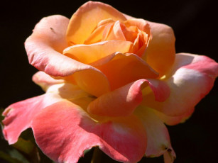 Картинка цветы розы