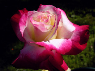 Картинка цветы розы