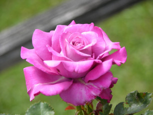 Картинка цветы розы