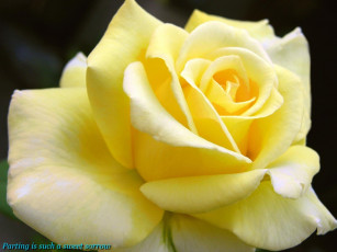 Картинка цветы розы