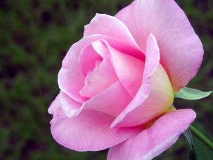 Картинка цветы розы