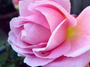 Картинка цветы розы