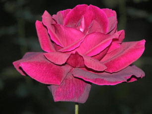 Картинка цветы розы