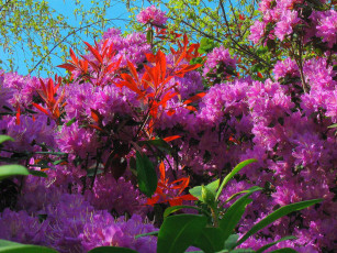 Картинка природа