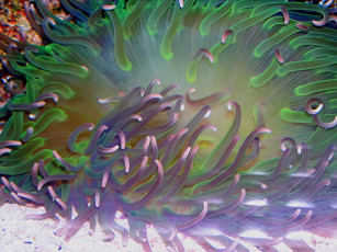 Картинка sea anome животные морская фауна
