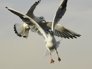 Картинка животные Чайки бакланы крачки