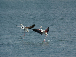 Картинка животные фламинго