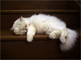 Картинка животные коты