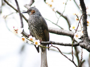 Картинка животные птицы