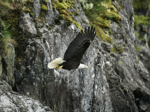 Картинка животные птицы хищники