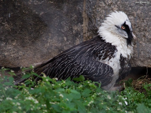 Картинка животные птицы хищники