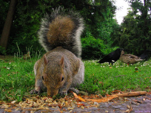 Картинка животные разные вместе