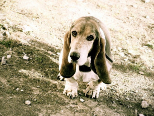 Картинка животные собаки