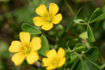 Картинка цветы