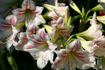 Картинка цветы амариллисы гиппеаструмы