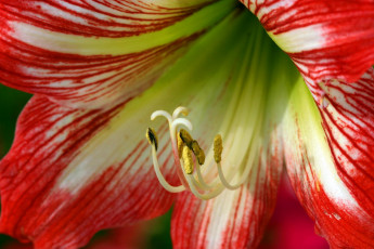 Картинка цветы амариллисы гиппеаструмы