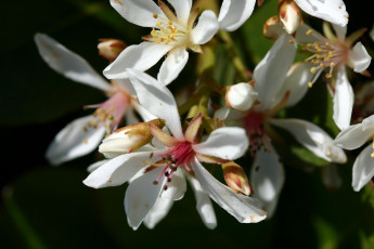 Картинка цветы цветущие деревья кустарники