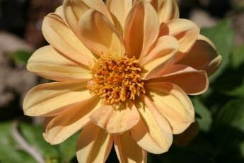 обоя цветы, георгины